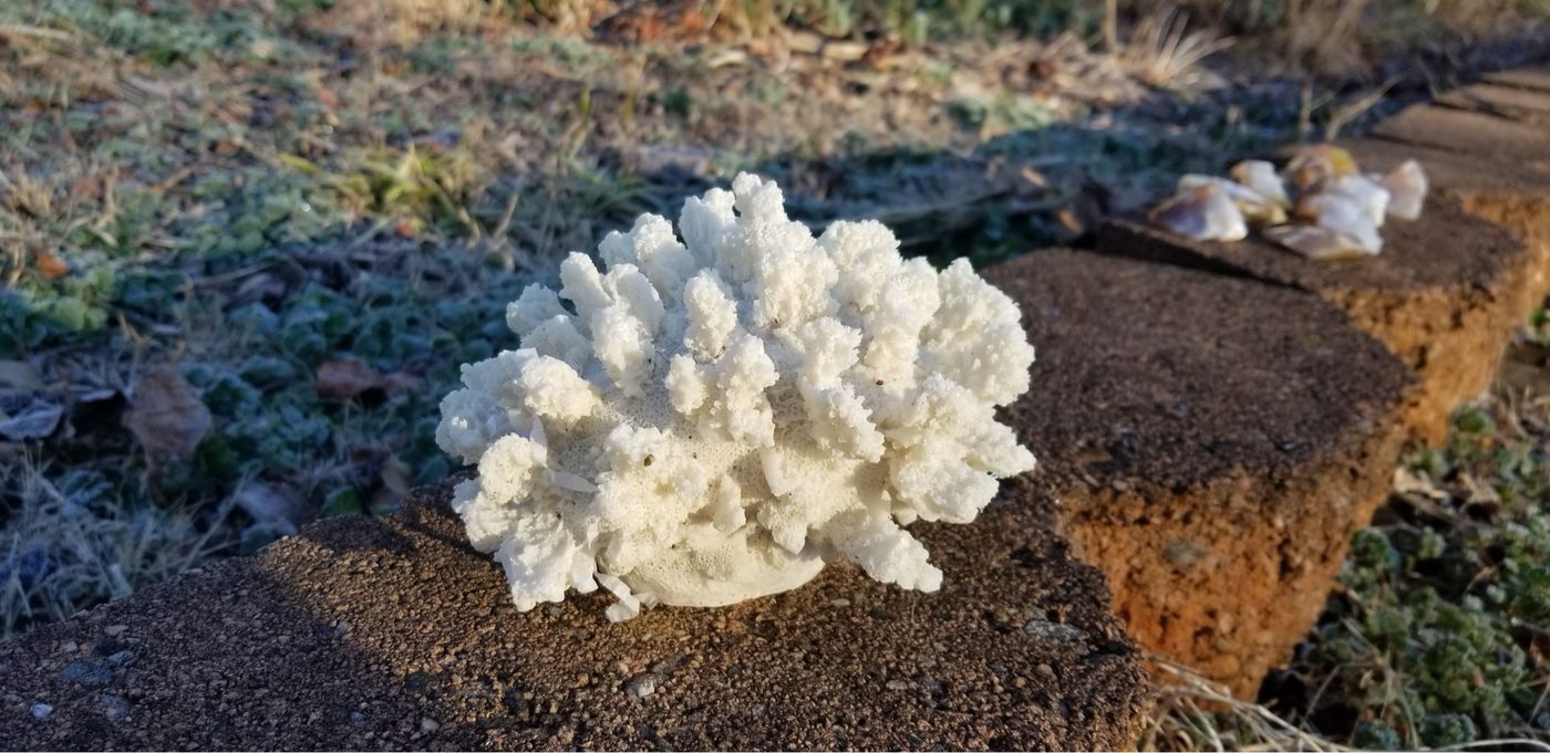 A white coral-like mineral specimen resting on stone